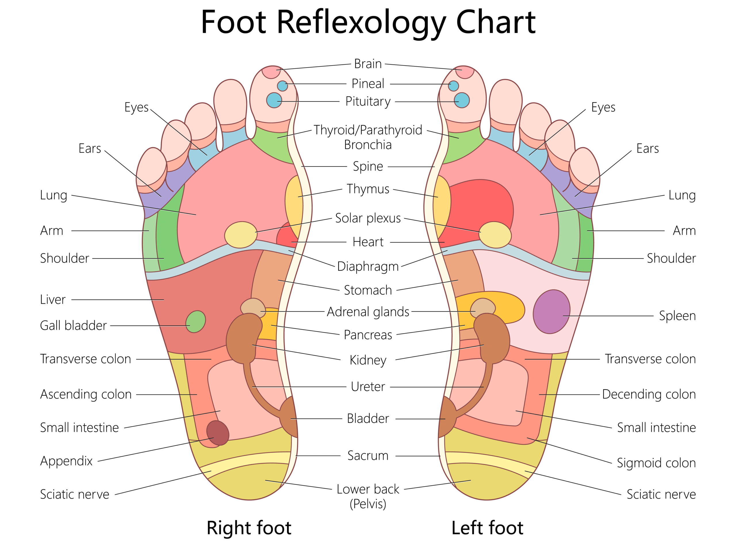 foot reflexology chart illustrating pressure points on left and right feet, linking areas to corresponding body organs and systems diagram hand drawn vector illustration. Medical science educational